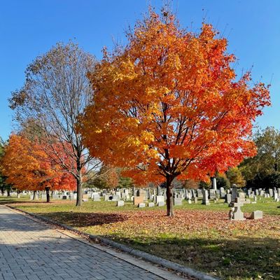 Congressional Cemetery by null