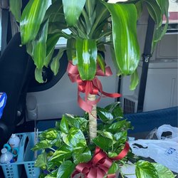 Flowers By Jesse - The palm plant we ordered for a sympathy gift