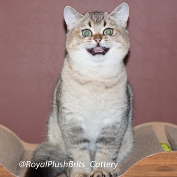 Royal Plush Brits Cattery - Baby boy Teofil - Pet Breeders Near Me Royal Plush Brits Cattery - Baby boy Teofil - Pet Breeders Near Me