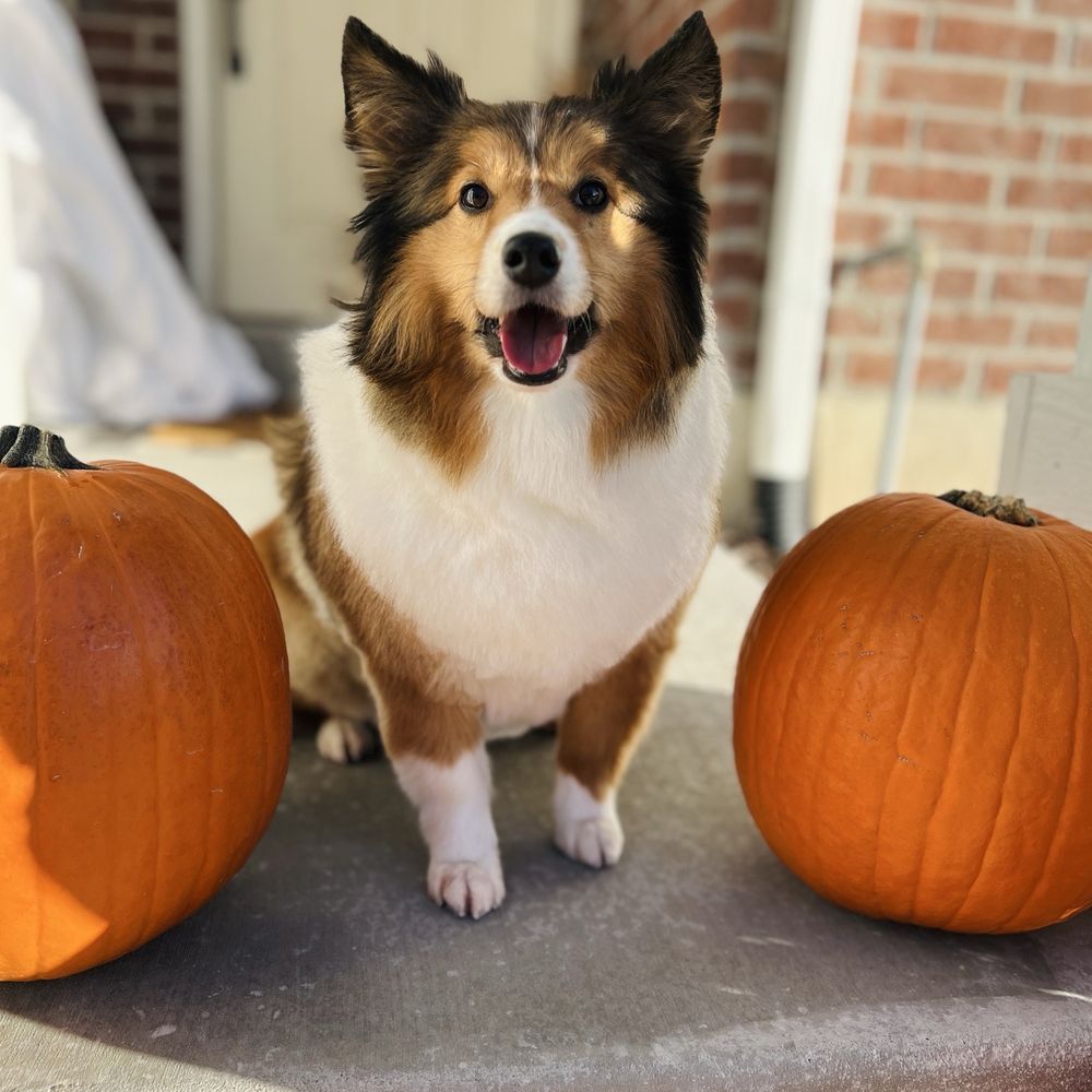 K9 Design Pet Grooming - Pet Groomers Near Me - Riverton, Utah K9 Design Pet Grooming - Pet Groomers Near Me - Riverton, Utah