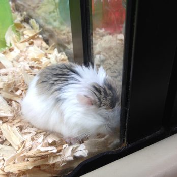 PetSmart - Hamster - Pet Stores Near Me - Thousand Oaks, California PetSmart - Hamster - Pet Stores Near Me - Thousand Oaks, California
