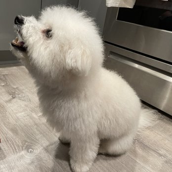 Squeaky Clean Dog Grooming - Pet Groomers Near Me - New York, New York