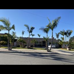 The amazing Palm tree trimming they did!