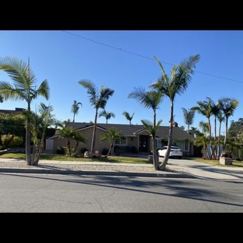 The Tree Guyz LLC - The amazing Palm tree trimming they did! - Tree Services Near Me - Pomona, California