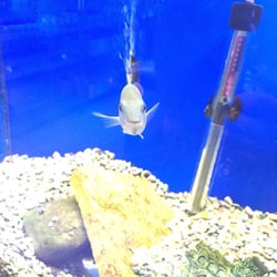 Bakersfield Aquatic Pets