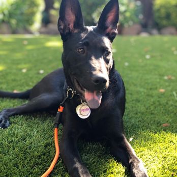 Adopt A Doggie - Pet Adoption Near Me Adopt A Doggie - Pet Adoption Near Me