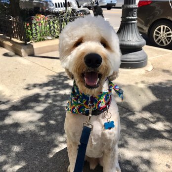 Howlistic Grooming - Pet Groomers Near Me - Chicago, Illinois