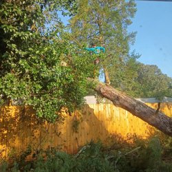 My Local Tree Man - Fallen tree