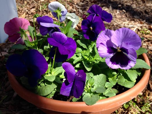 Ann Arbor Farmers Market by null