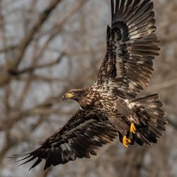 Overpeck County Park - One of our resident bald eagles