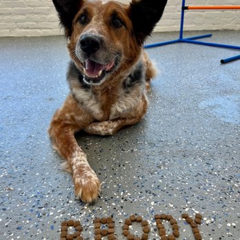Dog House Denver - Pet Training Near Me - Denver, Colorado Dog House Denver - Pet Training Near Me - Denver, Colorado