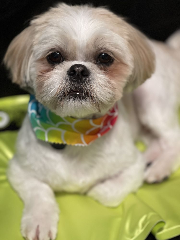 WIGGLES & WAGS PET SALON Updated October 2024 433 Mendota Rd E