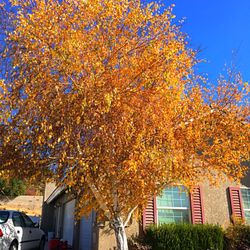 Nate's Nursery - European White Birch in Fall