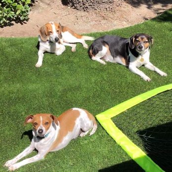Turfora - Dogs love it too! - Artificial Turf Near Me