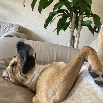 Finding A Best Friend Rescue - Pet Adoption Near Me Finding A Best Friend Rescue - Pet Adoption Near Me