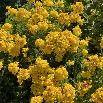 Filoli - Botanical Gardens Near Me - Woodside, California
