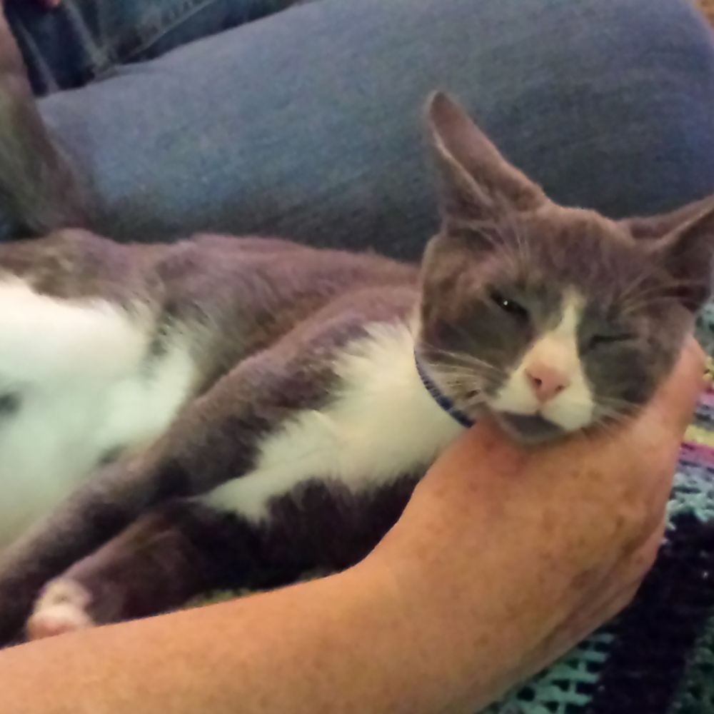 HART - Animal Shelters Near Me - Cambria, California