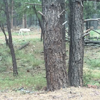 Bearizona - Wolf! - Zoos Near Me - Williams, Arizona