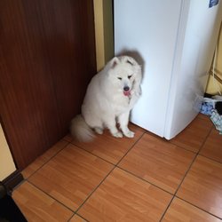 Dino's - Dog