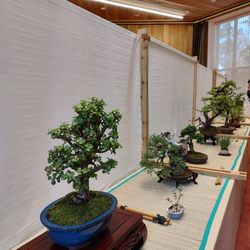 Embassy of Japan - Bonsai exhibit