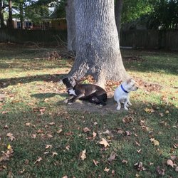 Sitters by the Sea - Two of our newest, simply adorable and well-behaved additions to the Sitters by the Sea family! Meet Zeke & Marley!!!!