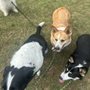 Lisas Dog Walking And Concierge LLC