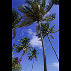 Pacific Tree Care