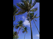 Pacific Tree Care - tree service in Santa Monica, CA