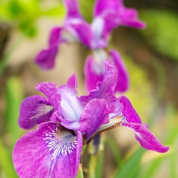 Kubota Garden - iris - Botanical Gardens Near Me - Seattle, Washington Kubota Garden - iris - Botanical Gardens Near Me - Seattle, Washington
