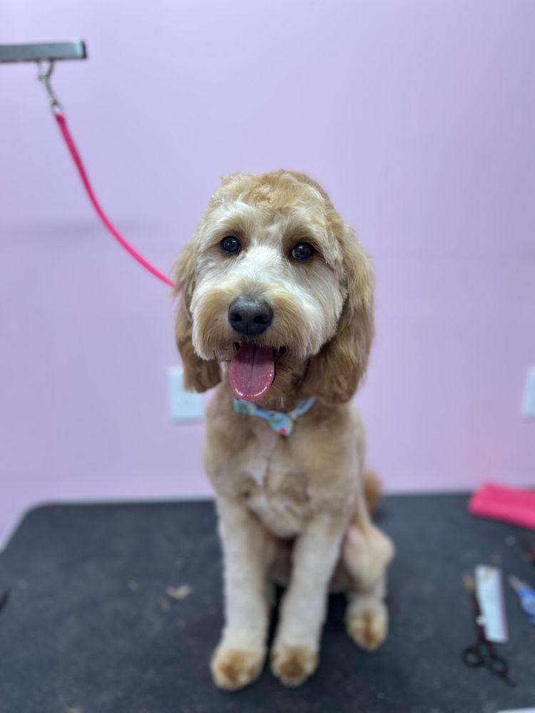 Grooming By Ashley Image