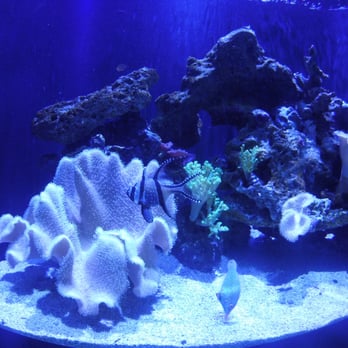 Seattle Aquarium - Aquariums Near Me - Seattle, Washington Seattle Aquarium - Aquariums Near Me - Seattle, Washington