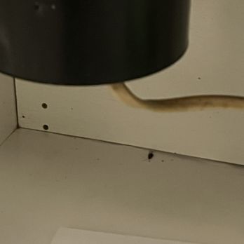 Woodcreek Apartments - Roach feces - Apartments Near Me - Cary, North Carolina