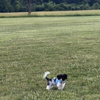 Furry Friends - 5 month old Snoopy. - Pet Groomers Near Me - Worth, Illinois