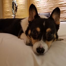 No dog bed. Had to share a bed with my mom and jump off when I needed water.