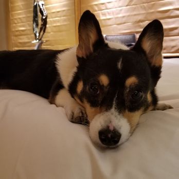 Park Hyatt Paris-Vendome - No dog bed. Had to share a bed with my mom and jump off when I needed water. - Hotels Near Me - Paris, 75