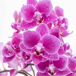 Dash Dream Plant