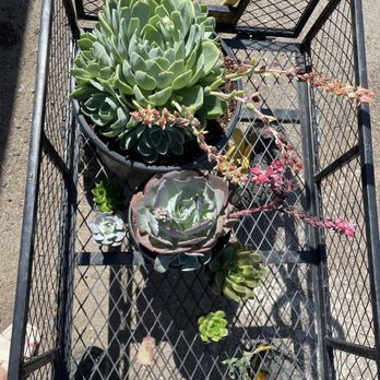 Vazquez Nursery - Nurseries & Gardening Near Me - Huntington Beach, California