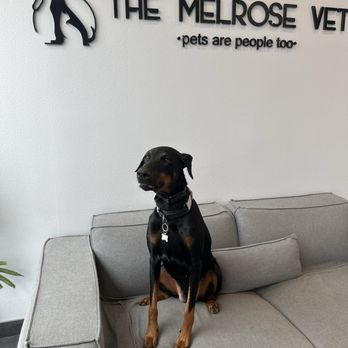 The Melrose Vet - Veterinarians Near Me - Los Angeles, California The Melrose Vet - Veterinarians Near Me - Los Angeles, California