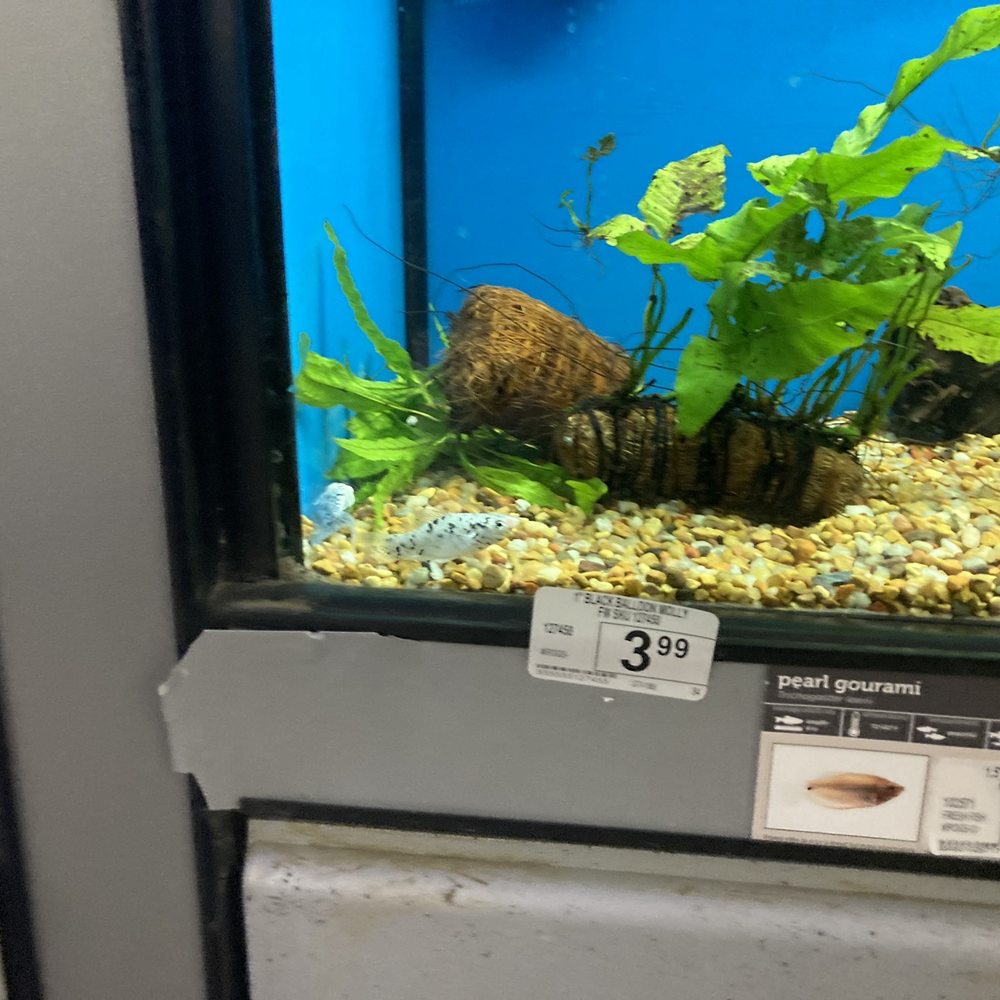 Petco - Multiple dead Dalmatian mollies and the carcasses are collecting by the filter. - Pet Training Near Me - Topsham, Maine Petco - Multiple dead Dalmatian mollies and the carcasses are collecting by the filter. - Pet Training Near Me - Topsham, Maine