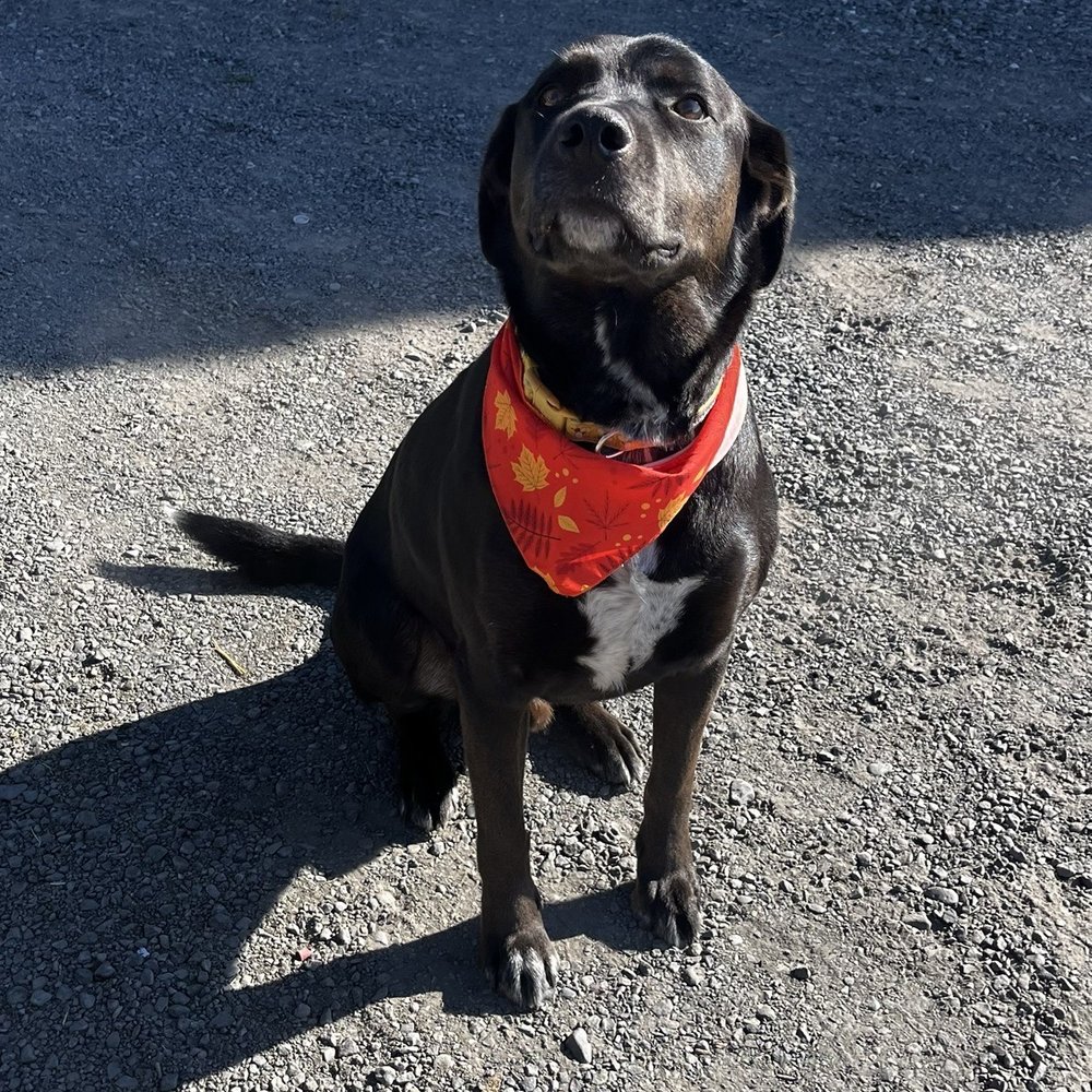 K-9 KUTS - Pet Services Near Me - Ephrata, Washington K-9 KUTS - Pet Services Near Me - Ephrata, Washington