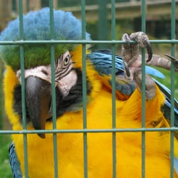Amazona Zoo - Green and yellow macaws