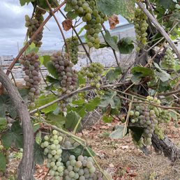 Grapes! Grapes!