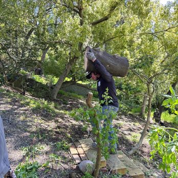 Willy's Tree Service - Tree Services Near Me