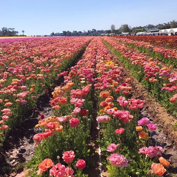 The Flower Fields - Venues & Event Spaces Near Me - Carlsbad, California The Flower Fields - Venues & Event Spaces Near Me - Carlsbad, California