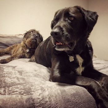Doody Calls NV - Penny and Lincoln have the Hallmark photo shoot down! - Dog Walkers Near Me - Las Vegas, Nevada Doody Calls NV - Penny and Lincoln have the Hallmark photo shoot down! - Dog Walkers Near Me - Las Vegas, Nevada