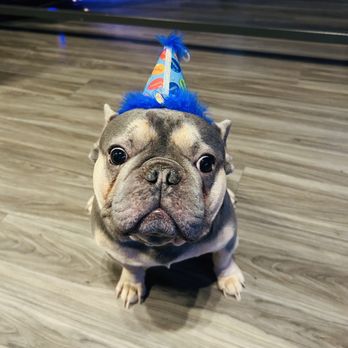 Three Dog Bakery - Trappy (my dog) - Pet Stores Near Me - Denver, Colorado Three Dog Bakery - Trappy (my dog) - Pet Stores Near Me - Denver, Colorado