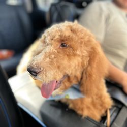 PawllyWood Pet Spa - Goldendoodle