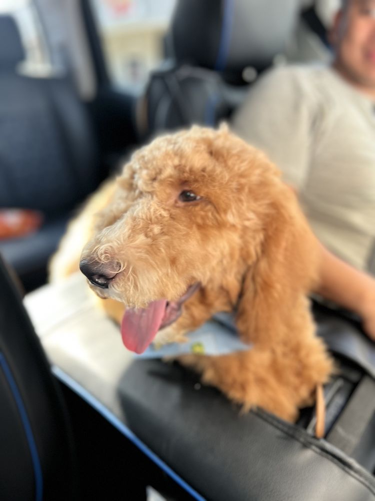 PAWLLYWOOD PET SPA Updated May 2024 17 Reviews 345 Dulles Ave