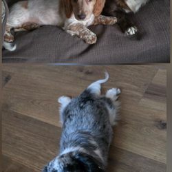 Paso Robles Veterinary Medical Clinic - 5 out of 7 doggies we own