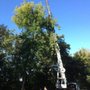 Photo of JJS Professional Tree Service & Stump Removal